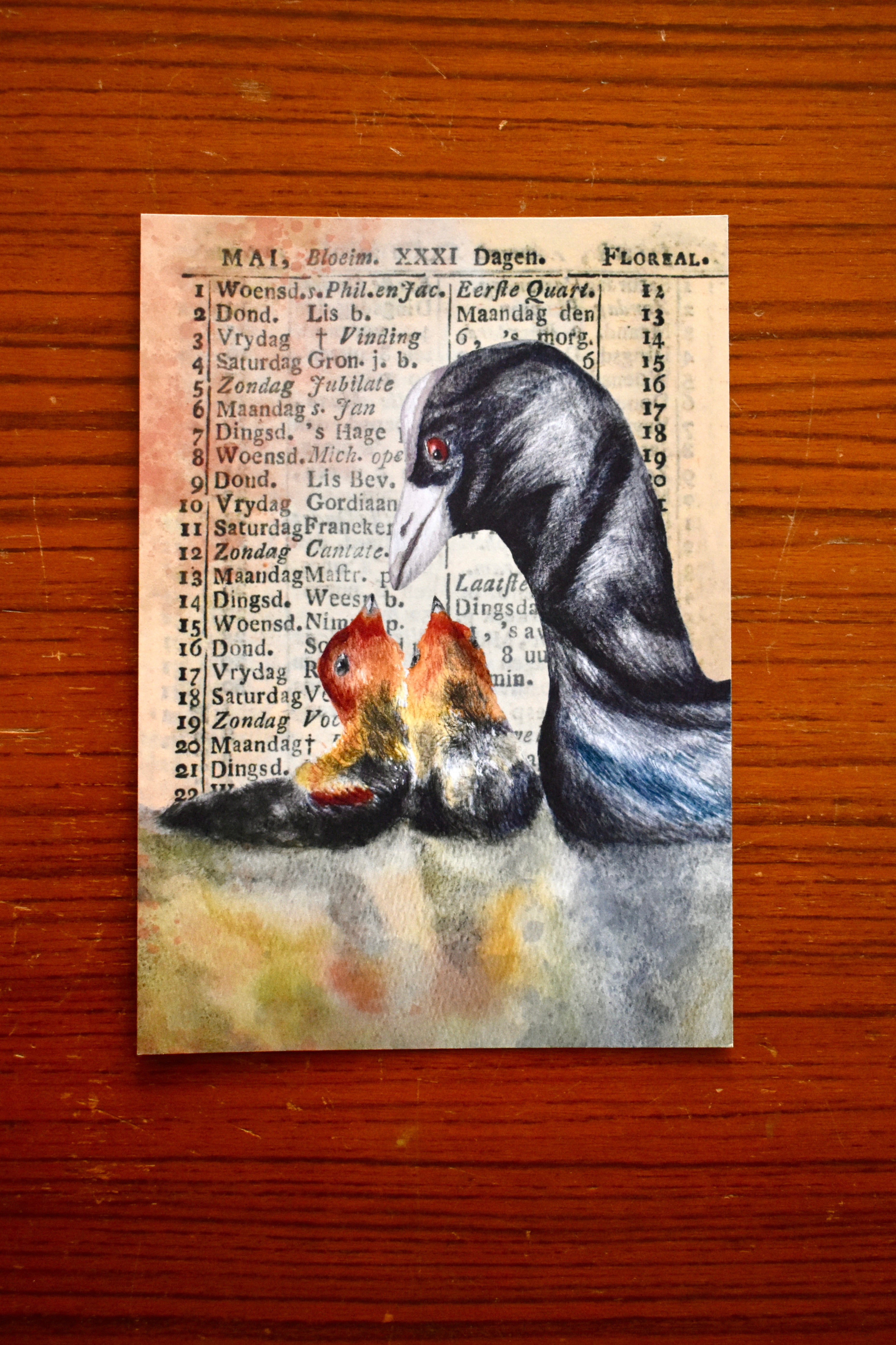 the tender coot: watercolor art print