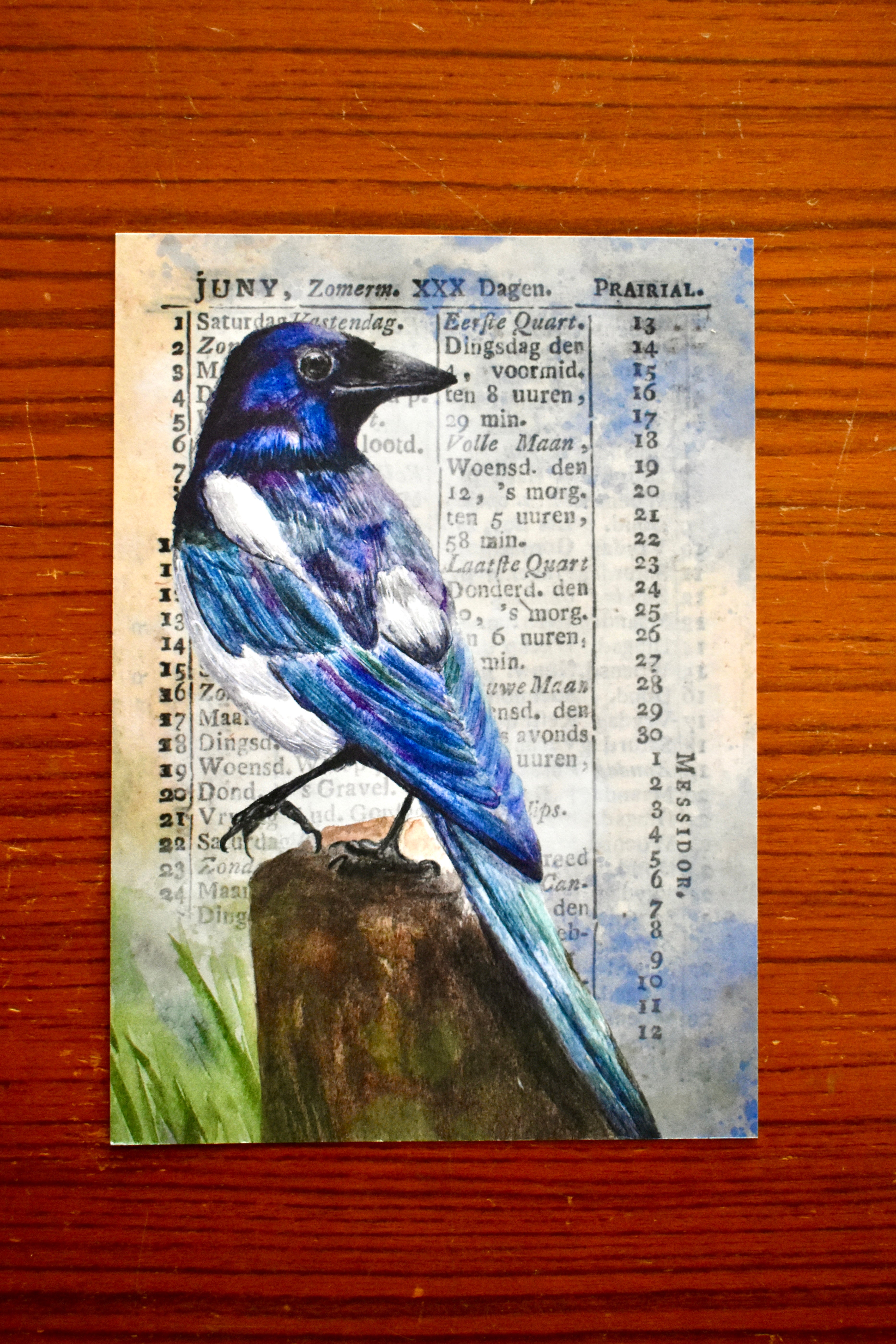 the watching magpie: watercolor art print