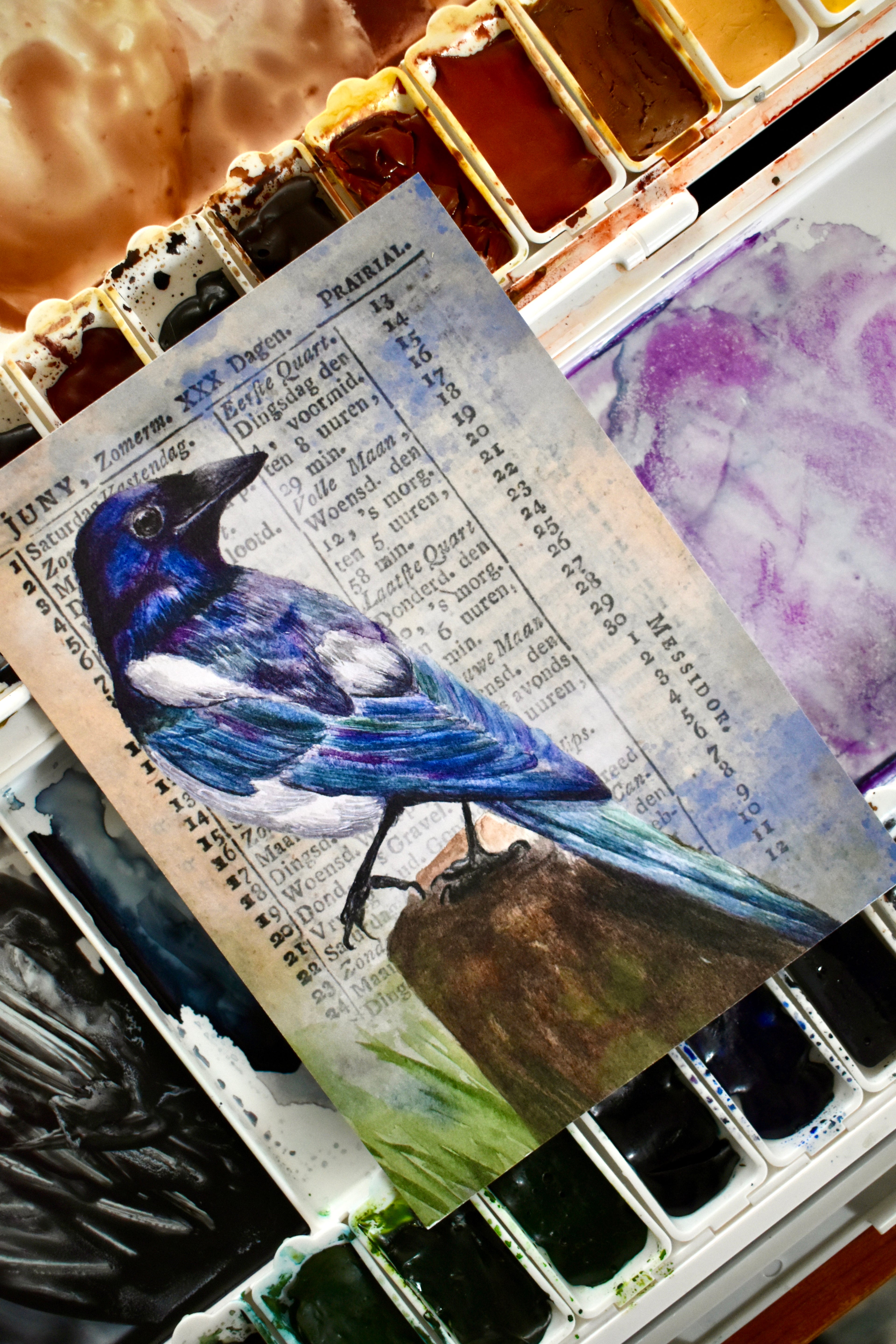 the watching magpie: watercolor art print