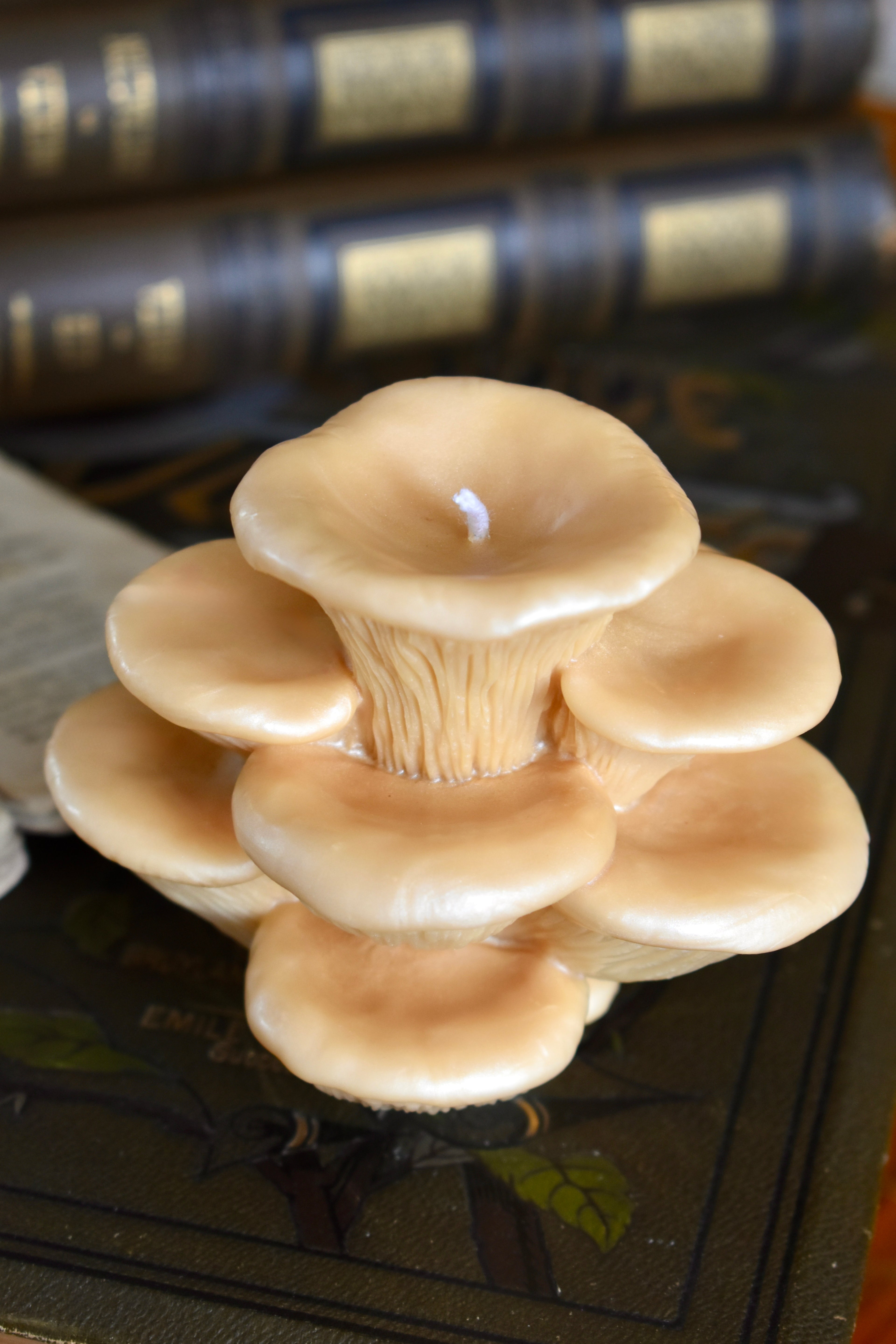 beeswax mushroom