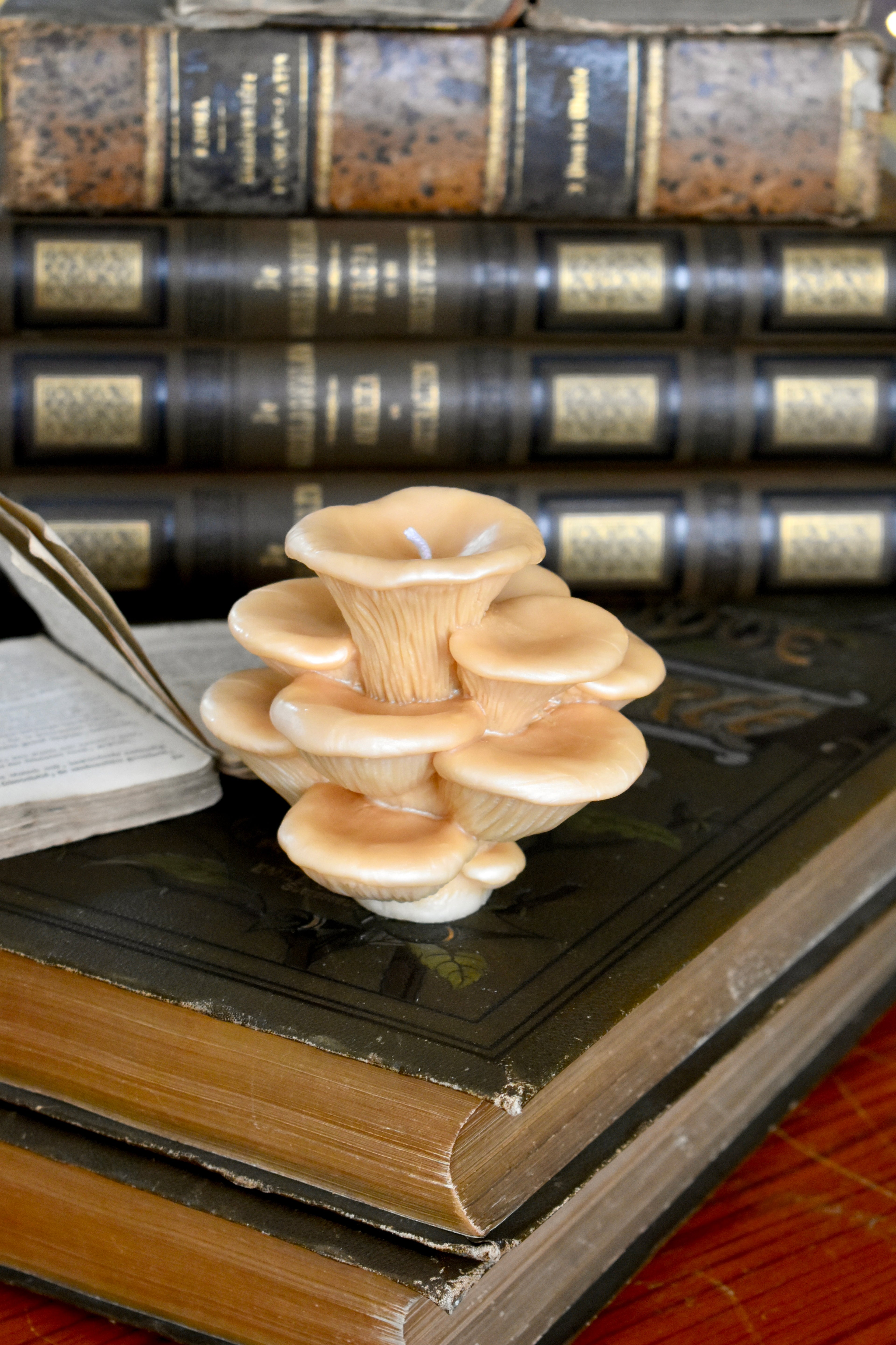 beeswax mushroom