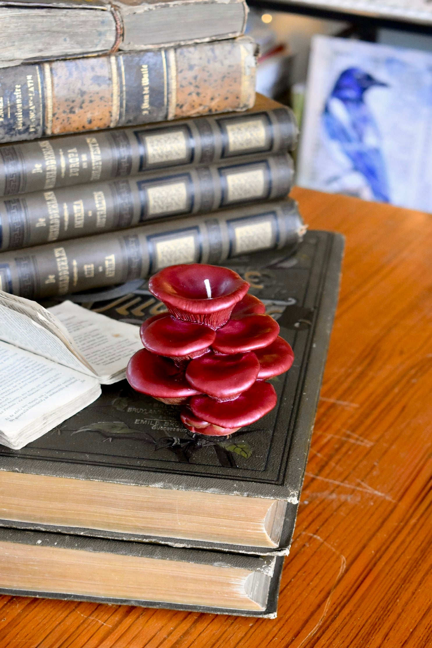 beeswax mushroom