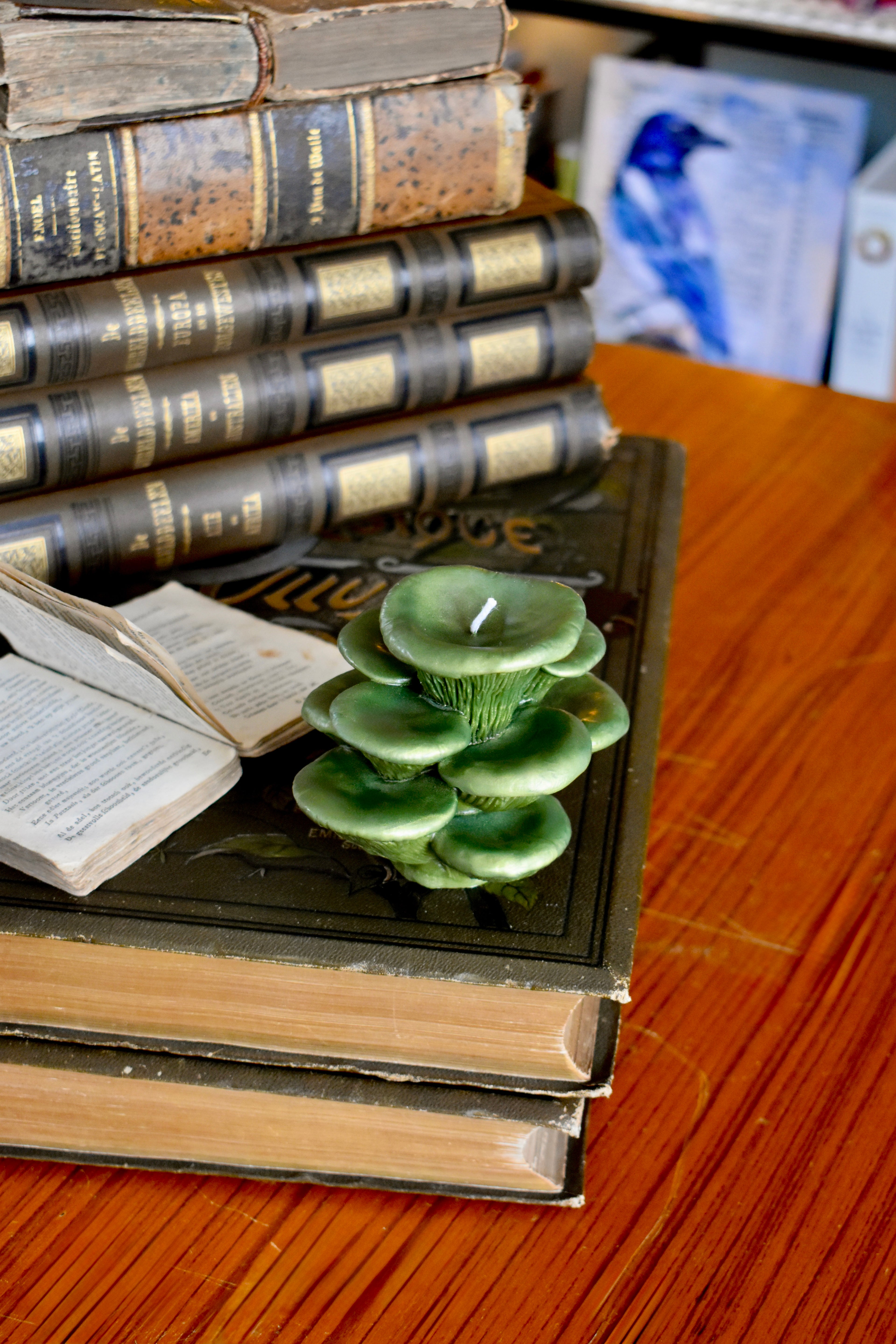 beeswax mushroom