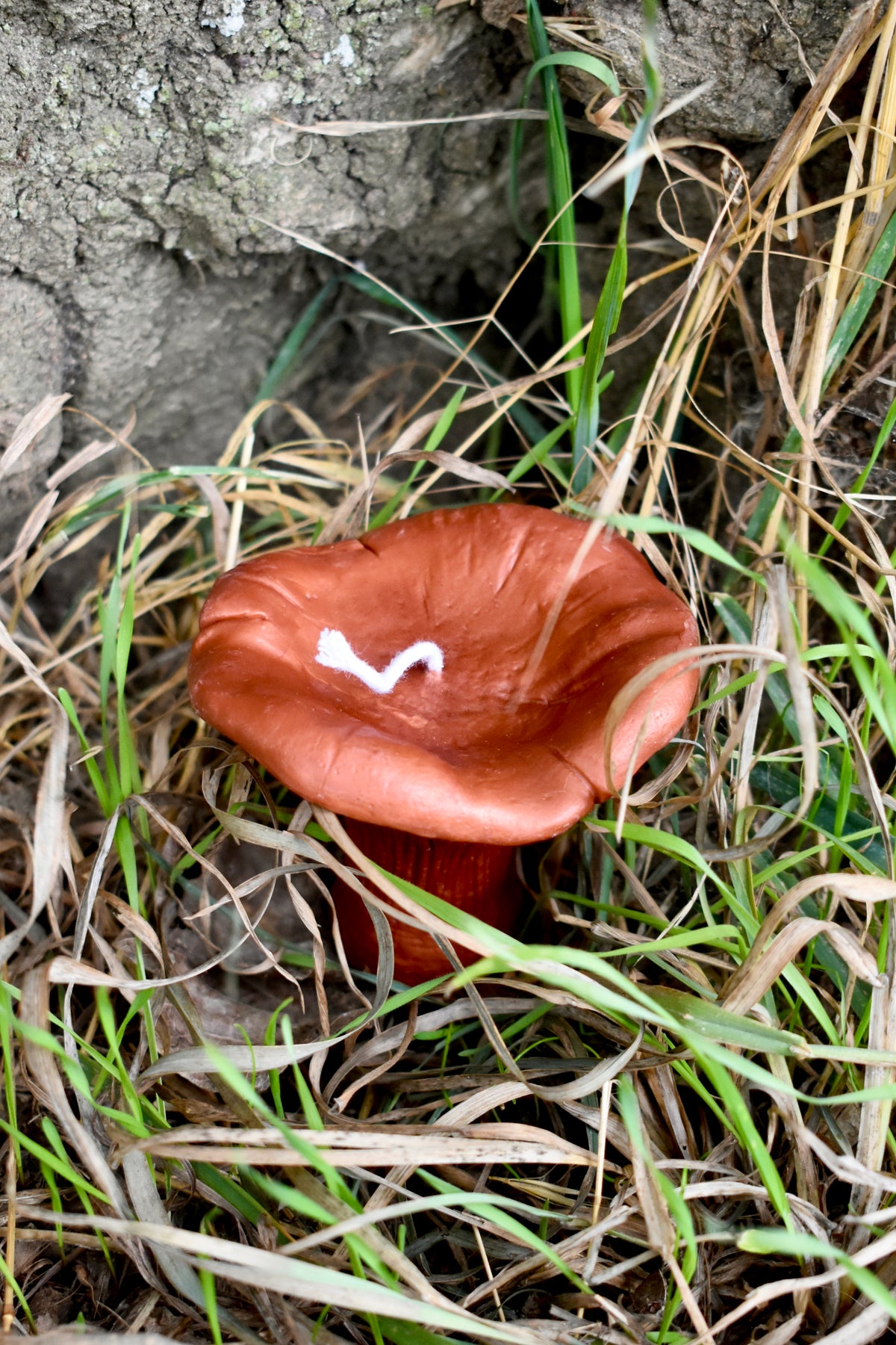 Beeswax Mushrooms