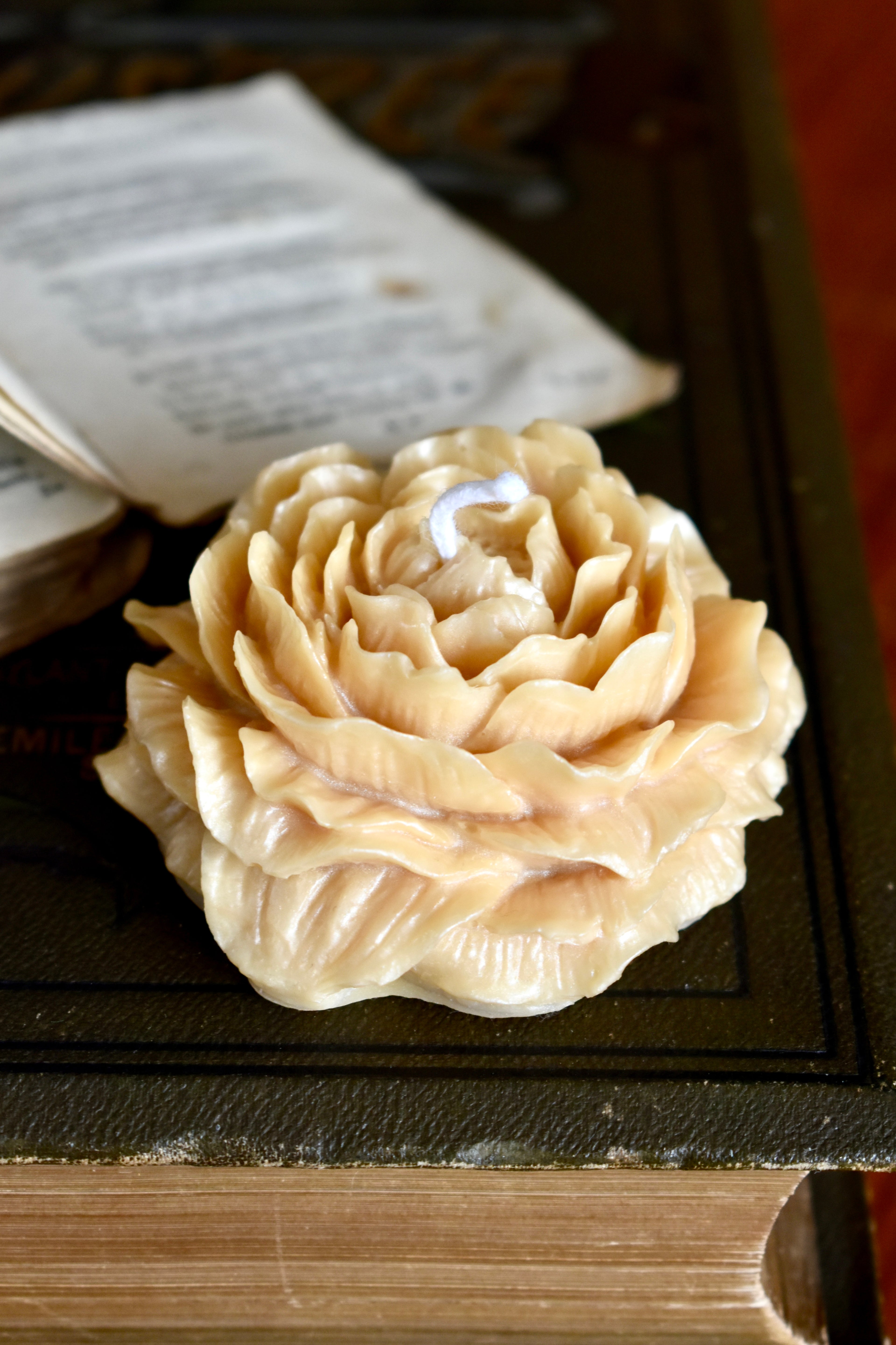 beeswax bloom