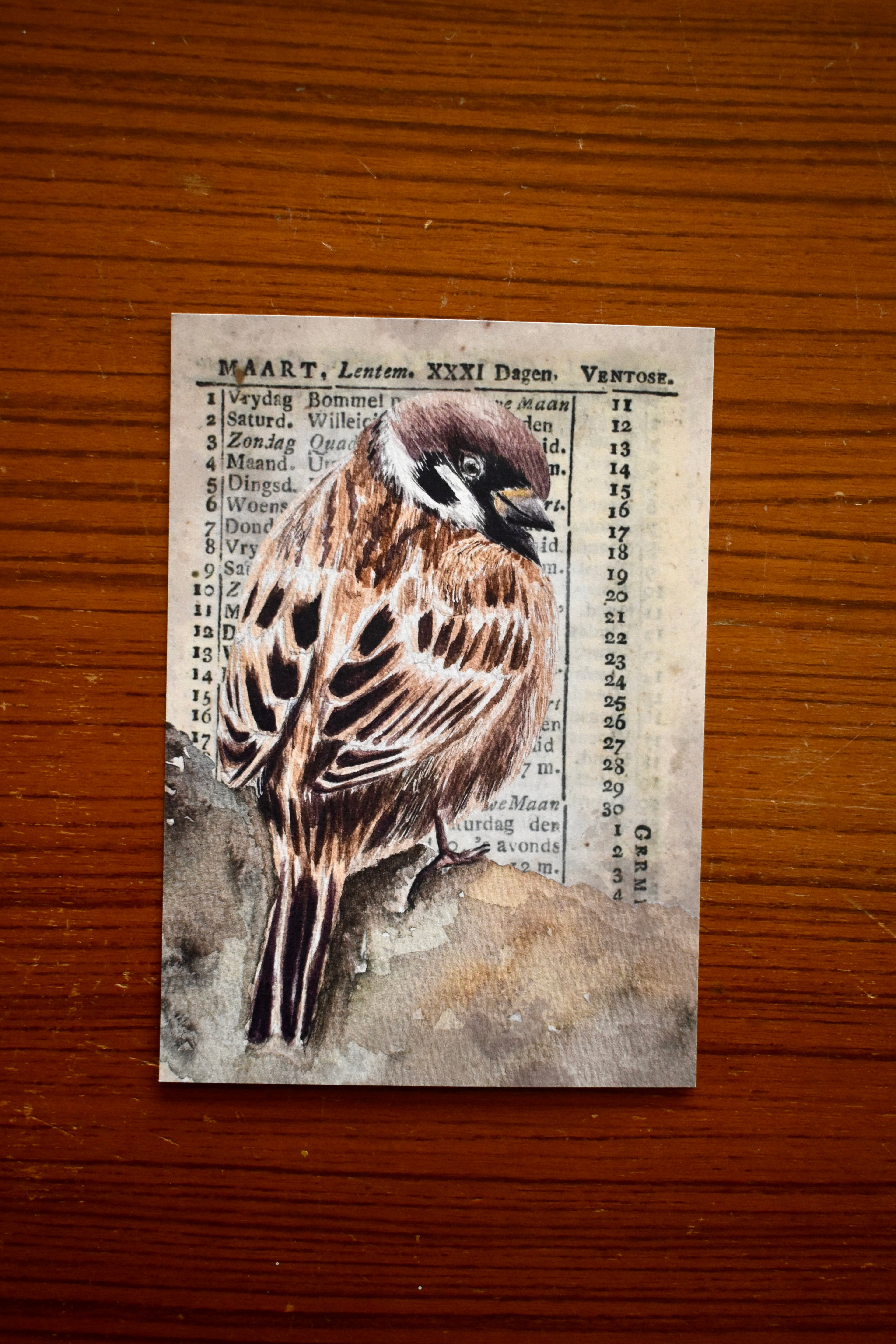 the kindred sparrow: watercolor art print