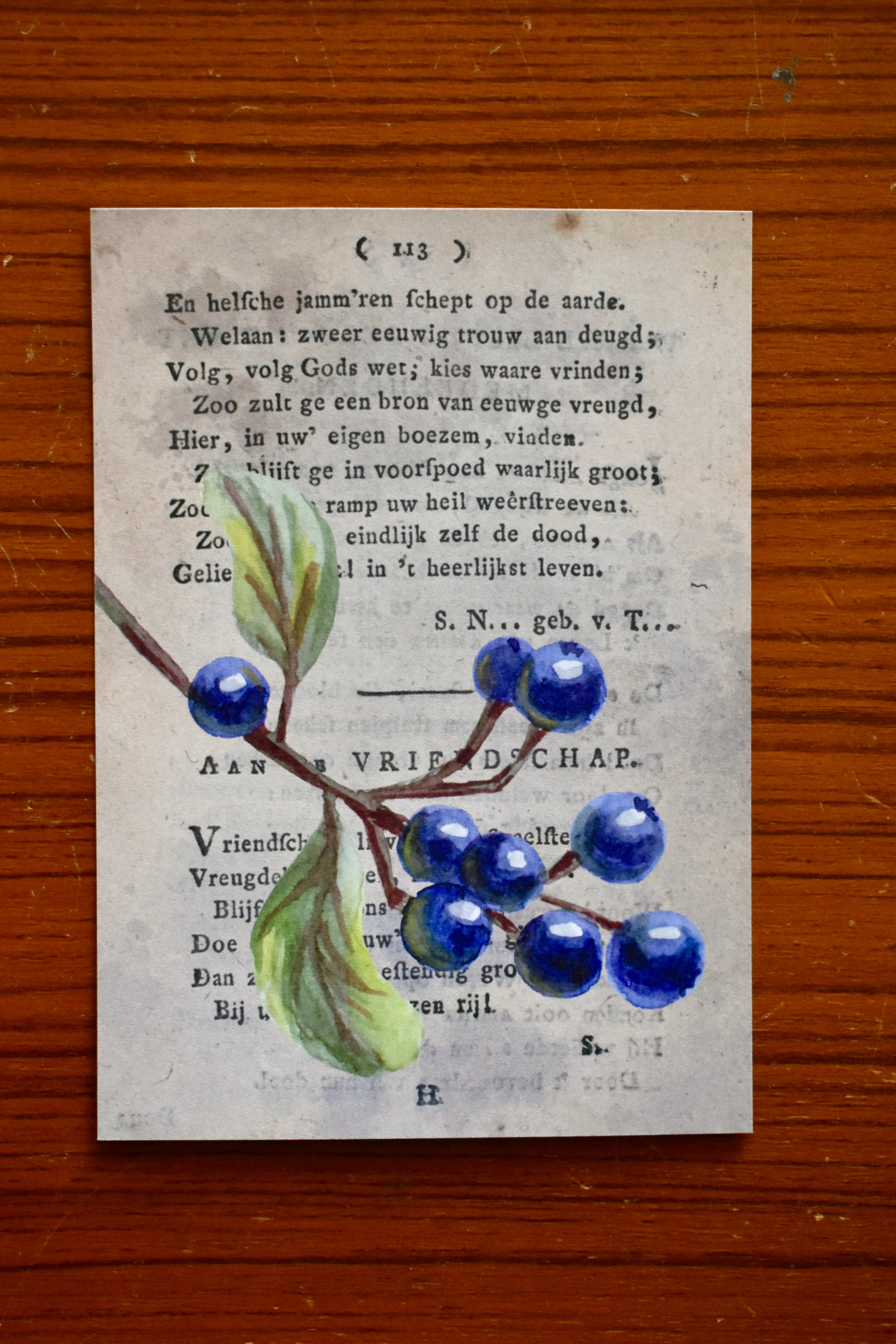 wild blueberries