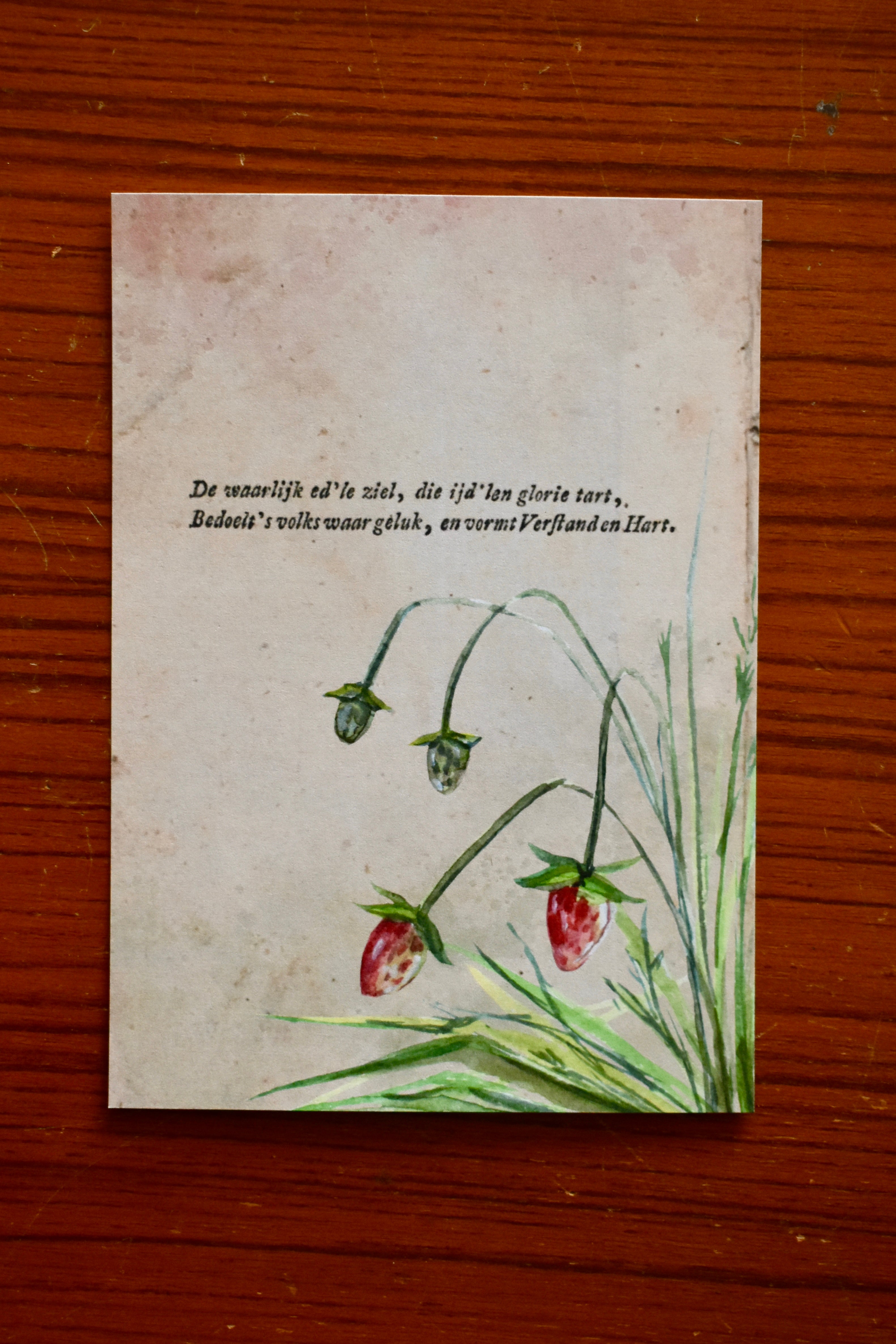 wild strawberry
