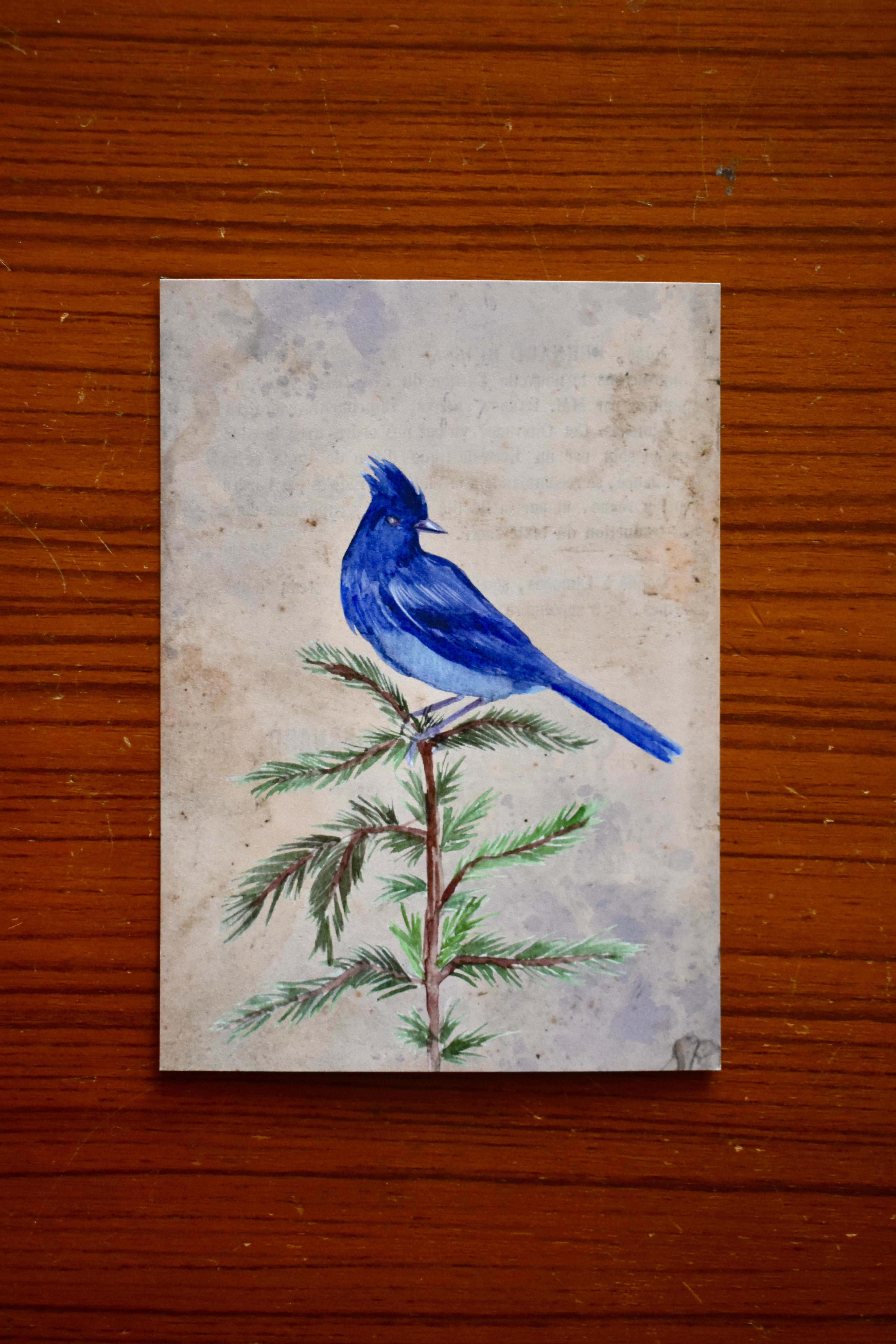 forest jay