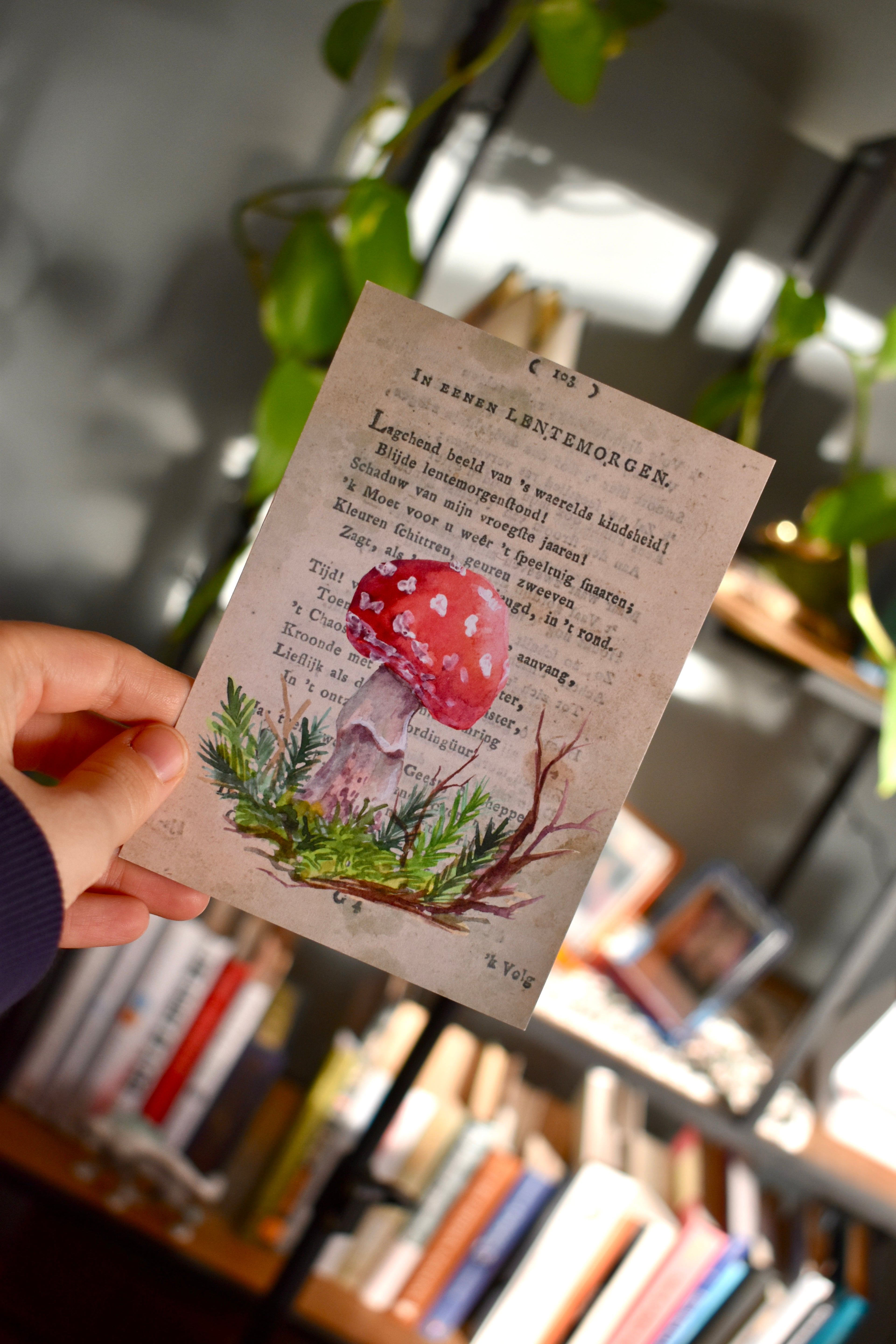red cap mushroom