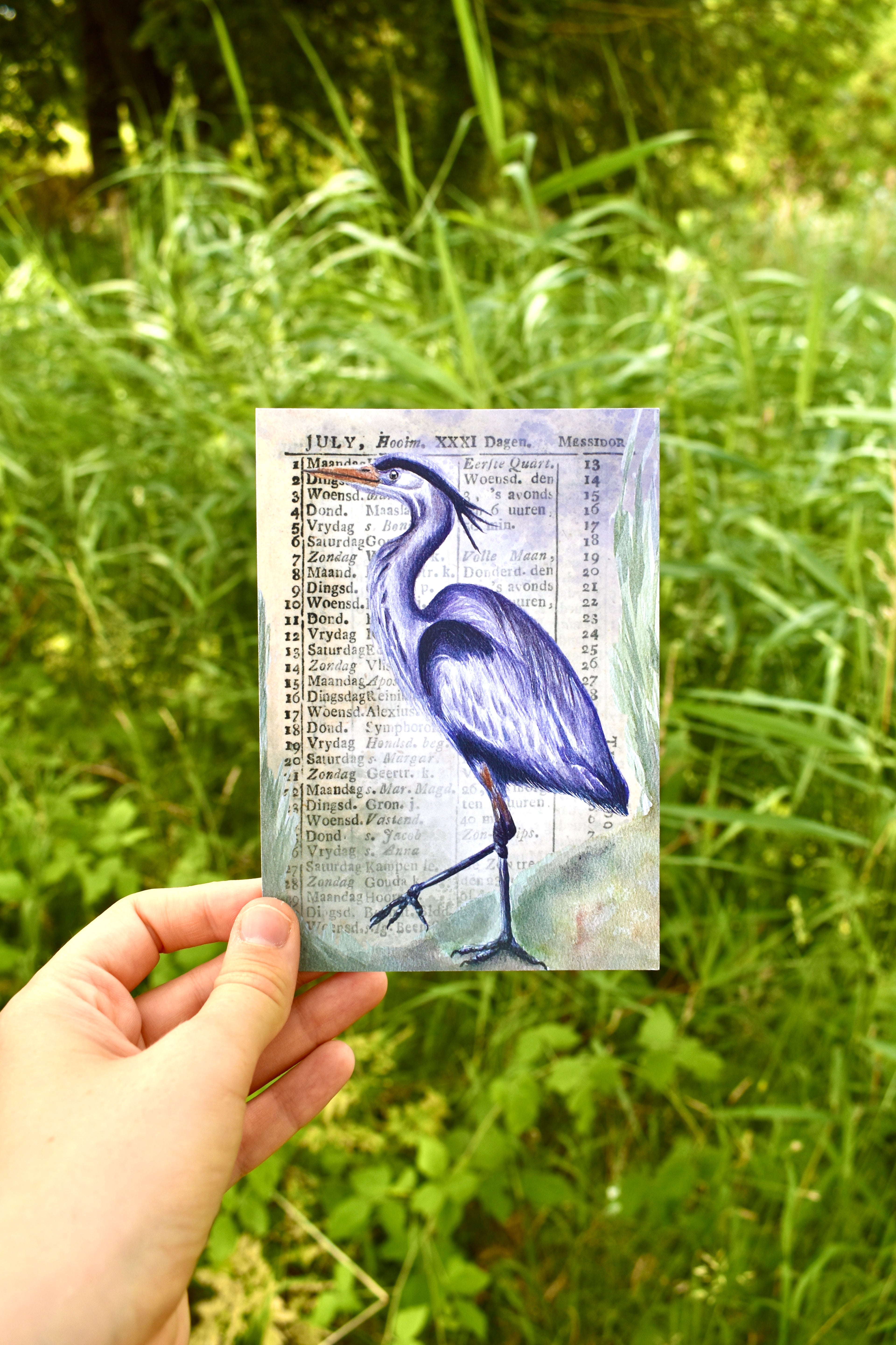 July Feather Club: The Grey Heron