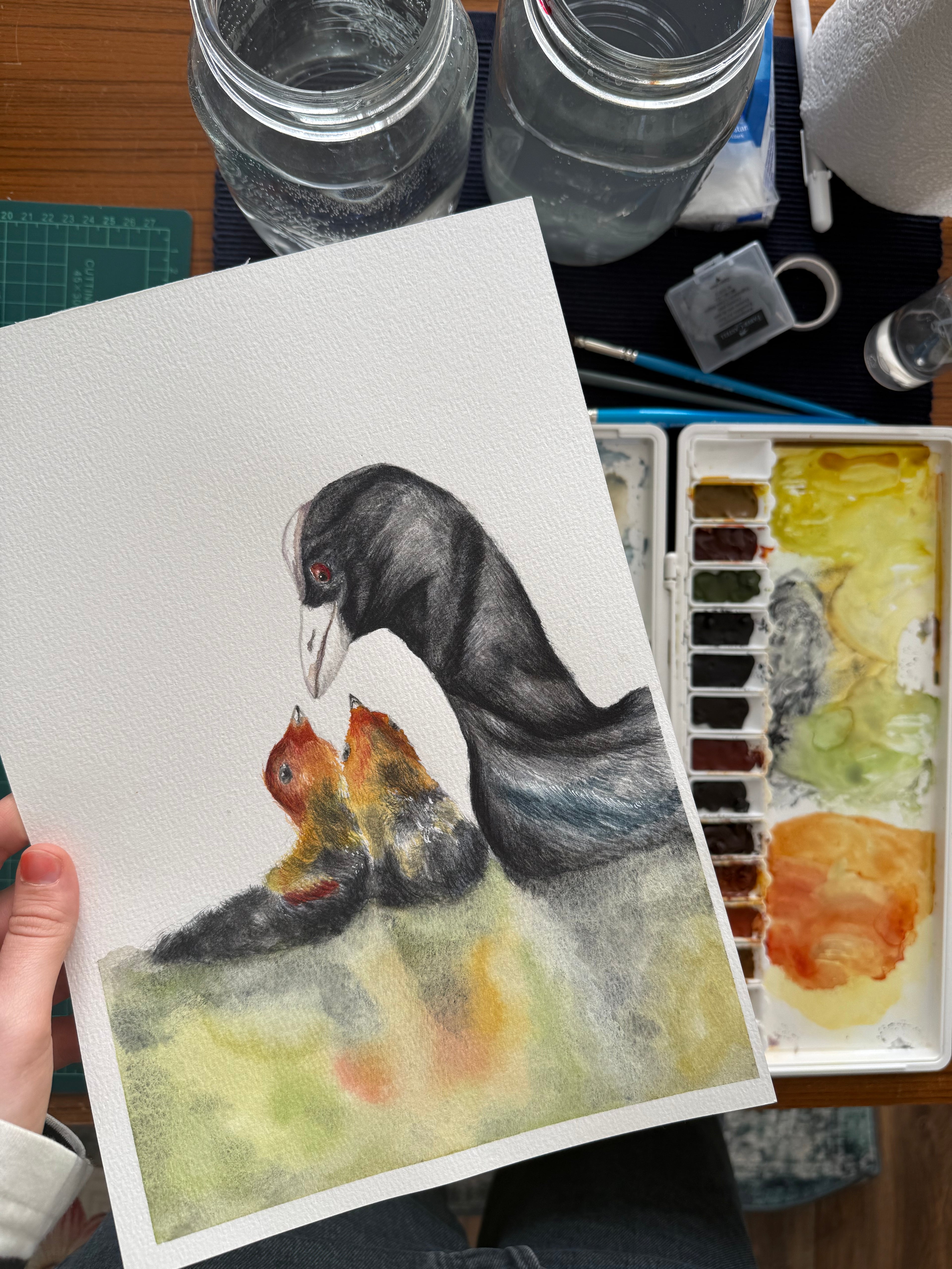the tender coot: watercolor art print